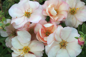 Potentille arbustive 'Double Punch� Pastel'
