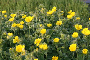 Potentille � grandes fleurs