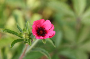 Potentille vivace du N�pal 'Miss Willmott'