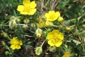 Potentille de printemps, la potentille printani�re