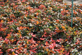 Potentilla 'Nuuk'