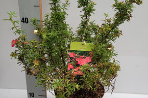 Potentille arbustive 'Bellissima'