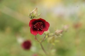 Potentille 'Monarch's Velvet'