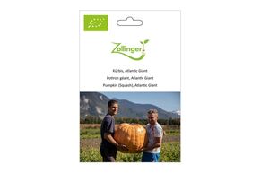 Courge Potiron, Atlantic Giant
