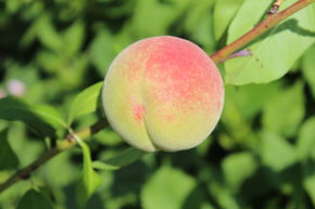P�che de vigne de Poysdorf