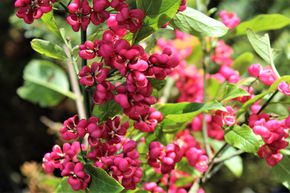 Fusain d'Europe - Bonnet d'�v�que 'Red Cascade'