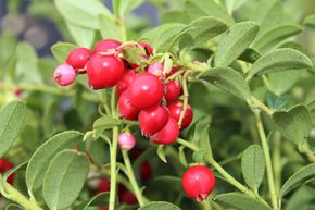 Airelle rouge 'Red Pearl'