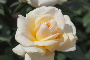 Rosier � massif, rosier floral 'Pride and Prejudice�'