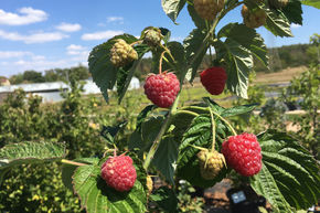 Framboisier remontant Primeberry� 'Autumn Fleshy�'