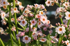 Primev�re � �tages 'Appleblossom