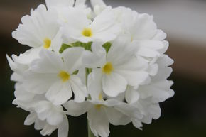 Primev�re boule 'Alba'