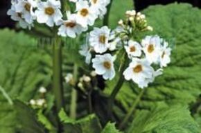 Primev�re � �tages japonaise 'Alba