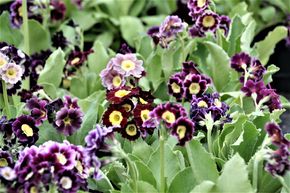 Primev�re-Hortensia hybride