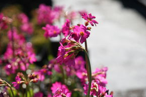 Primev�re rose 'Gigas'