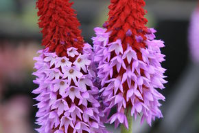 Primev�re orchid�e