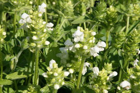 Brunelle, Prunelle 'Alba'