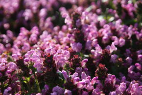 Brunelle, Prunelle 'Loveliness Pink'