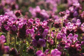 Brunelle, Prunelle 'Rubra'