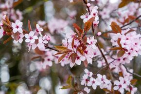 Prunier � feuilles pourpres 'Nigra'