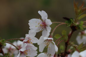 Cerisier pr�coce, cerisier Fuji 'Kojou-no-mai'