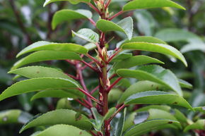 Laurier du Portugal 'Angustifolia'