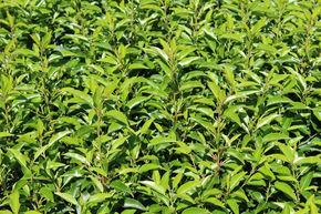 Laurier du Portugal 'Angustifolia'