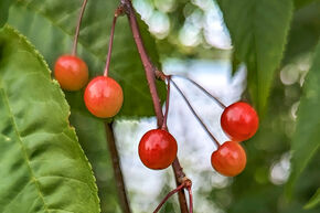 Cerisier de Pennsylvanie 'Auburn Splendor' (Prunus 'Auburn Splendor')