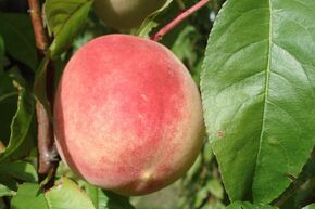 P�che 'Kernechter vom Vorgebirge'
