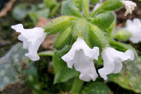 Pulmonaire 'Ice Ballet'
