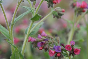 Pulmonaire officinale 'Raspberry Splash'
