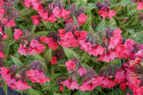Pulmonaria saccharata 'Shrimps on the Barbie' (S)