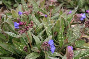 Pulmonaire officinale 'Blauer H�gel'