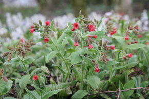 Pulmonaire rouge 'Salmon Glow'