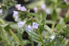 Pulmonaire 'Opal'