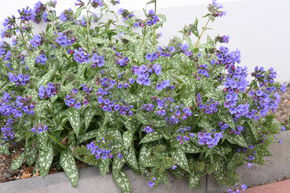 Pulmonaire 'Trevi Fountain'