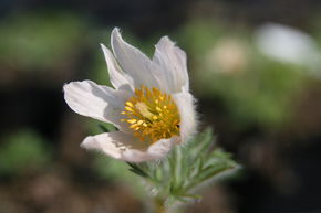 An�mone pulsatille 'Alba'