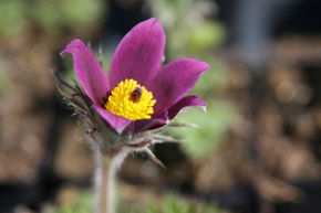 An�mone pulsatile 'Blaue Glocke'