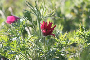 An�mone pulsatile 'Rote Glocke'