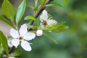 Prunellier pourpre 'Purpurea' - plante XXL