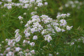 Menthe des montagnes � feuilles �troites