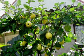 Coing 'Cydora Robusta'