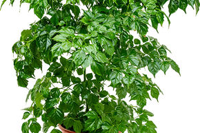 Arbre serpent