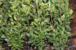 Houx cr�nel� 'Fastigiata'