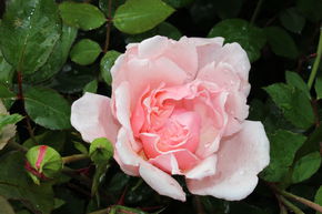 Rosier liane 'Albertine'