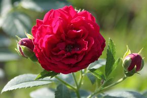 Rosier liane 'Chevy Chase'