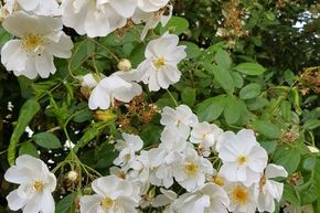 Rosier liane 'Kiftsgate'