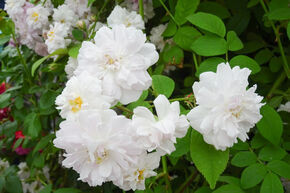 Rosier liane 'Paul's Himalayan Musk'
