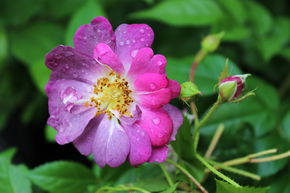 Rosier liane 'Veilchenblau'