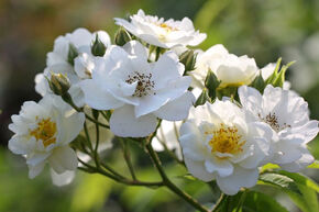Rosier liane 'Rambling Rector'
