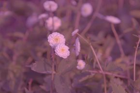 Renoncule � feuilles d'aconit 'Pleniflorus'